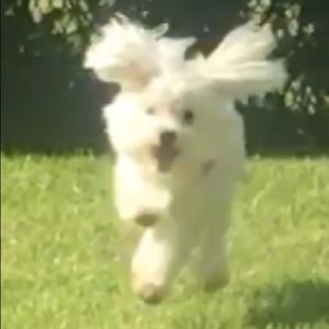 Meet your Posher, Janet